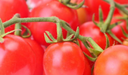 番茄小说吃瓜娱乐圈,番茄小说中的吃瓜日常